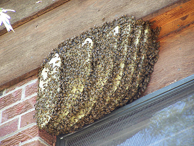 Feral colony attached to a house near South Boulder Road